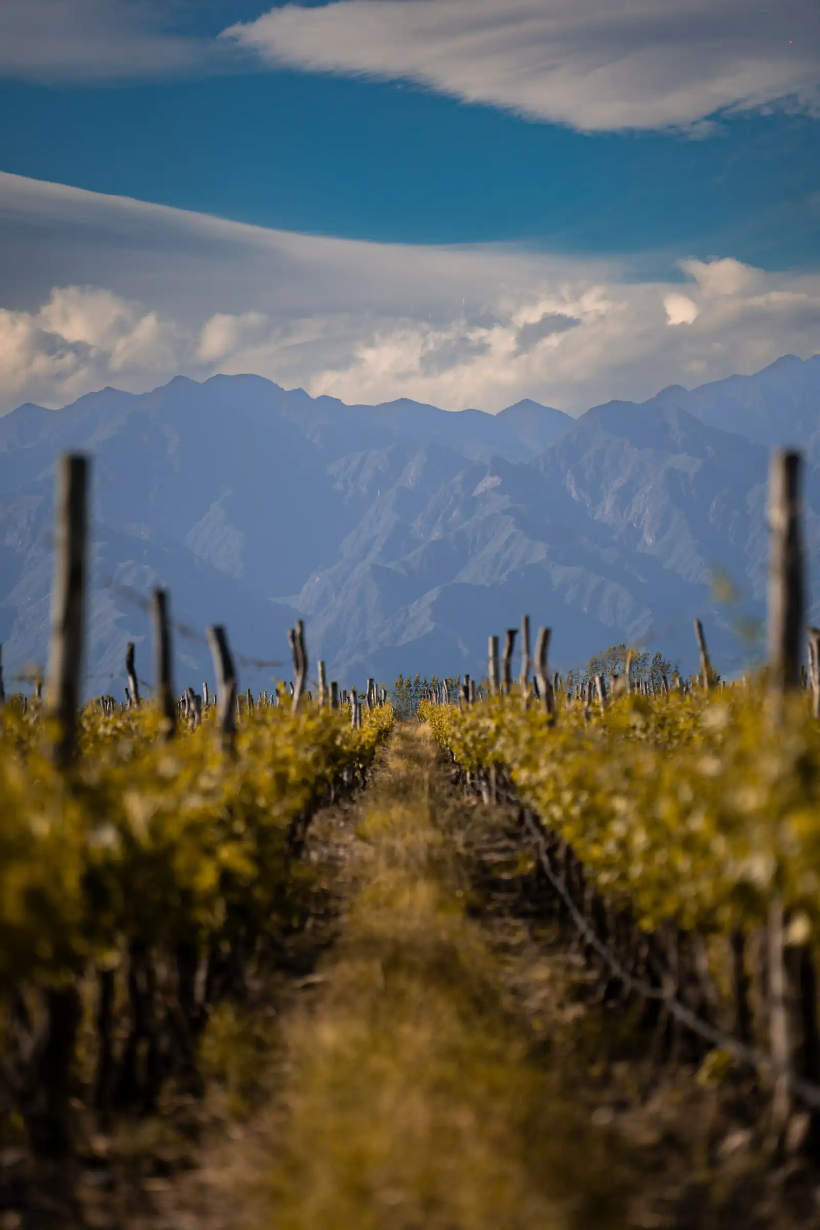 Mendoza — Weinlandschaft am Fuß der Anden.